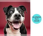 Small #4 American Pit Bull Terrier Mix