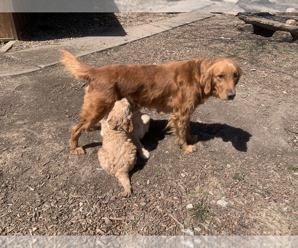 Medium Photo #1 Goldendoodle Puppy For Sale in NEWKIRK, OK, USA