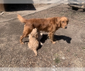 Mother of the Goldendoodle puppies born on 02/03/2022