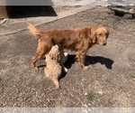 Small Photo #1 Goldendoodle Puppy For Sale in NEWKIRK, OK, USA