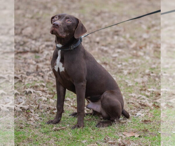 Medium Photo #5 Labrador Retriever-Unknown Mix Puppy For Sale in Munford, TN, USA