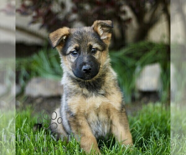 Medium Photo #4 Australian Shepherd-German Shepherd Dog Mix Puppy For Sale in BIRD IN HAND, PA, USA