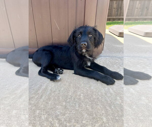 Medium Photo #9 Mutt Puppy For Sale in Fort Worth, TX, USA