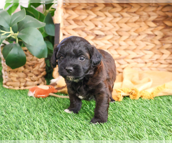 Medium Photo #7 ShihPoo Puppy For Sale in SYRACUSE, IN, USA