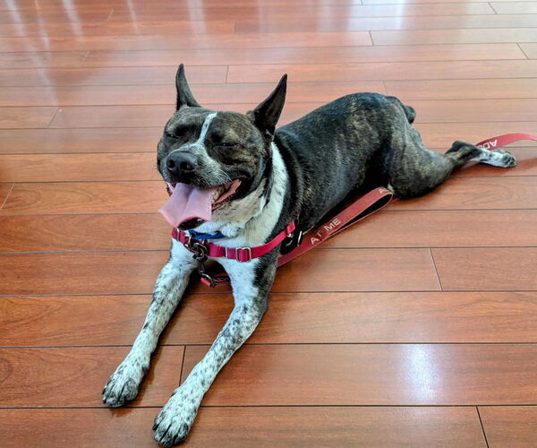Medium Photo #11 Boston Terrier-Unknown Mix Puppy For Sale in San Jose, CA, USA