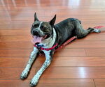 Small #10 Boston Terrier Mix