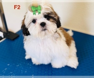 Shih Tzu Litter for sale in ORLANDO, FL, USA