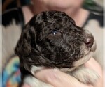 Small Photo #3 Poodle (Miniature) Puppy For Sale in LEBANON, OR, USA