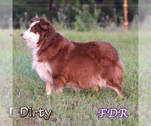 Shetland Sheepdog Puppy for sale in FORESTBURG, TX, USA