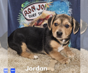 Chihuahua-Unknown Mix Dogs for adoption in Cranston, RI, USA
