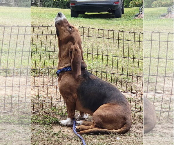 Medium Photo #6 Basset Hound Puppy For Sale in Brookville, OH, USA