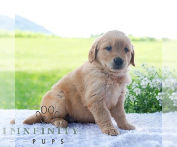 Medium Photo #4 Golden Retriever Puppy For Sale in NEWPORT, PA, USA
