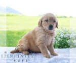 Small #3 Golden Retriever