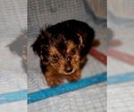 Small Photo #184 Yorkshire Terrier Puppy For Sale in AKRON, OH, USA