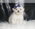 Puppy Makcie Maltese