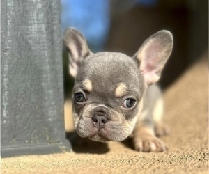 French Bulldog Puppy for sale in PORTLAND, ME, USA