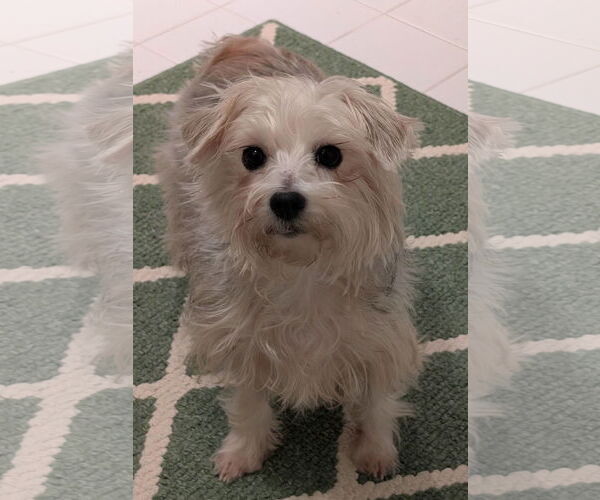 Medium Photo #10 Maltese-Unknown Mix Puppy For Sale in Greensboro, NC, USA