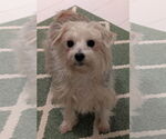 Small #9 Maltese Mix