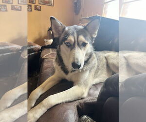 Siberian Husky Dogs for adoption in Holly Springs, NC, USA