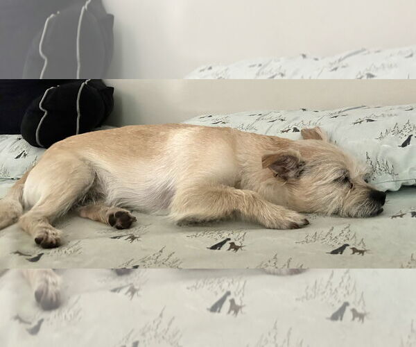 Medium Photo #7 Toxirn Puppy For Sale in Westmont, IL, USA