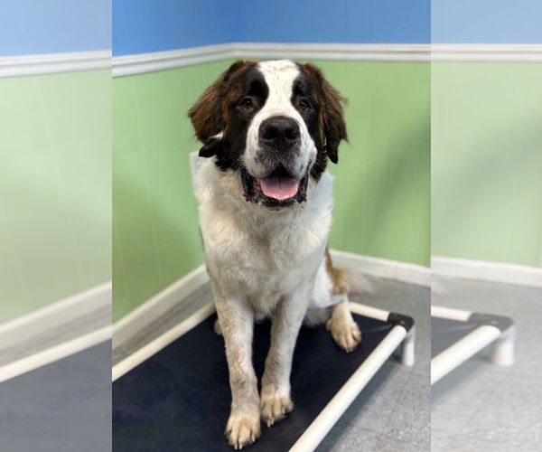 Medium Photo #2 Saint Bernard Puppy For Sale in Spring Lake, NJ, USA