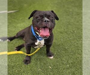 American Bulldog-Unknown Mix Dogs for adoption in Las Vegas, NV, USA