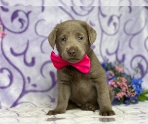 Labrador Retriever Puppy for sale in LANCASTER, PA, USA