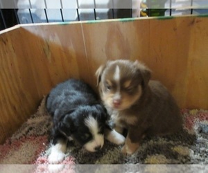 Miniature Australian Shepherd Puppy for Sale in AUBURN, Indiana USA