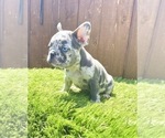 Small Photo #40 French Bulldog Puppy For Sale in MOBILE, AL, USA
