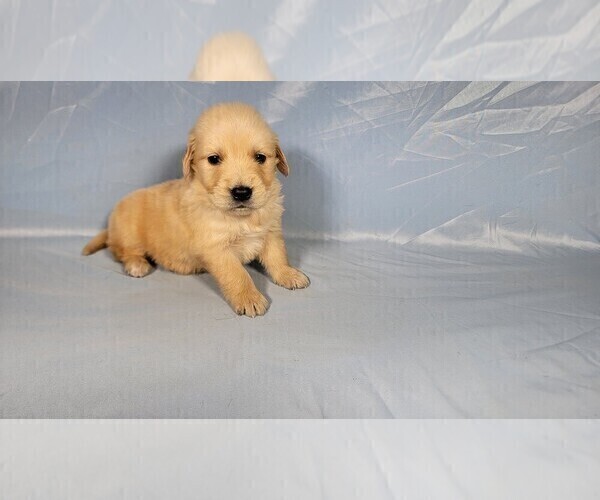 Medium Photo #7 Golden Retriever Puppy For Sale in FALCON, CO, USA