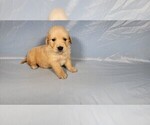 Small #6 Golden Retriever