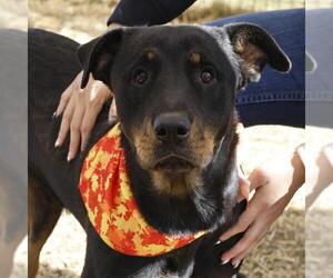 Rottweiler-Unknown Mix Dogs for adoption in San Antonio, TX, USA