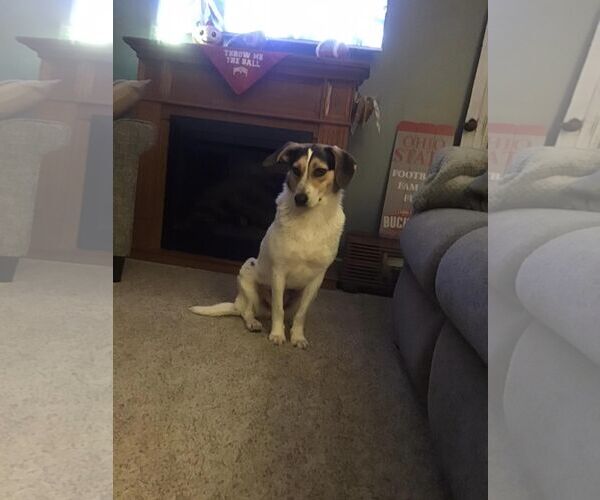 Medium Photo #7 Mutt Puppy For Sale in Westminster, MD, USA