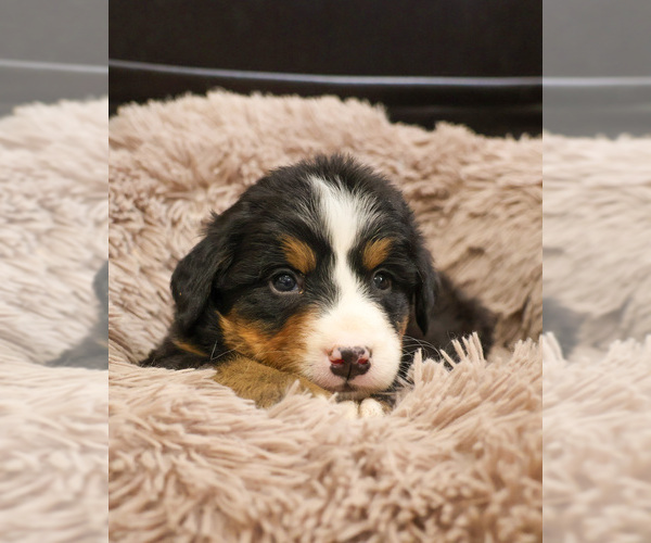 Medium Photo #1 Bernese Mountain Dog Puppy For Sale in SYRACUSE, IN, USA