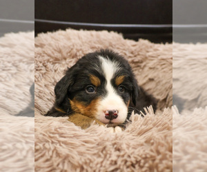 Bernese Mountain Dog Puppy for sale in SYRACUSE, IN, USA