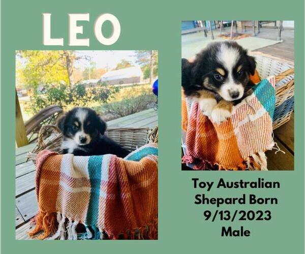 Medium Photo #4 Miniature Australian Shepherd Puppy For Sale in WARDVILLE, OK, USA
