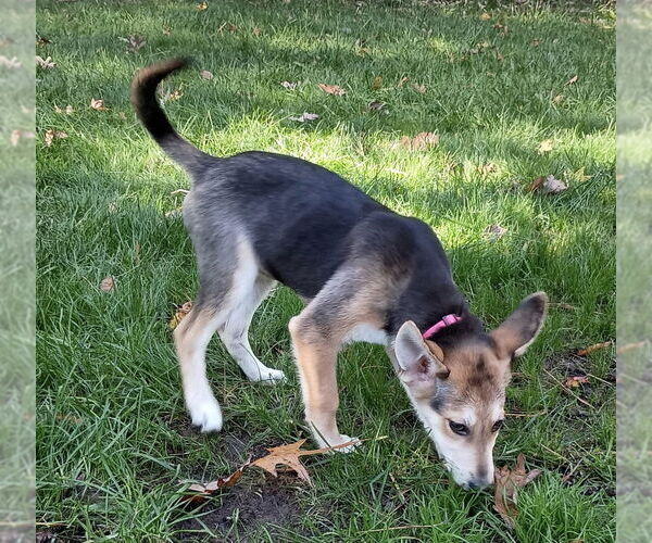 Medium Photo #1 Mutt Puppy For Sale in Cary, NC, USA