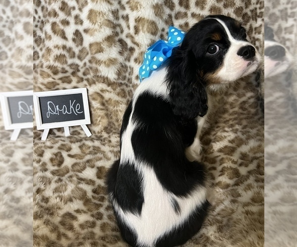 Full screen Photo #2 Cavalier King Charles Spaniel Puppy For Sale in ABILENE, TX, USA