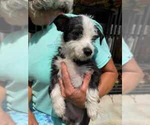 Mutt Dogs for adoption in Jackson Township, NJ, USA