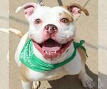 Small #1 American Bulldog Mix