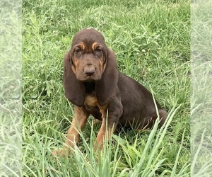 Bloodhound Puppy for sale in FORT MORGAN, CO, USA