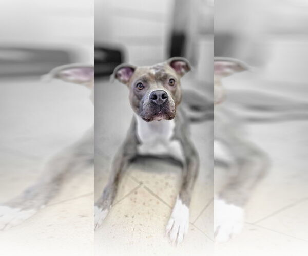 Medium Photo #3 American Pit Bull Terrier Puppy For Sale in Lighthouse Point, FL, USA