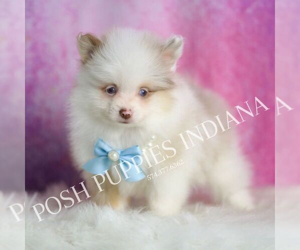 Medium Photo #29 Pomeranian Puppy For Sale in WARSAW, IN, USA
