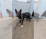Small Photo #2 Mutt Puppy For Sale in Evansville, IN, USA