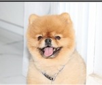Small Photo #1 Pomeranian Puppy For Sale in CORAL SPRINGS, FL, USA