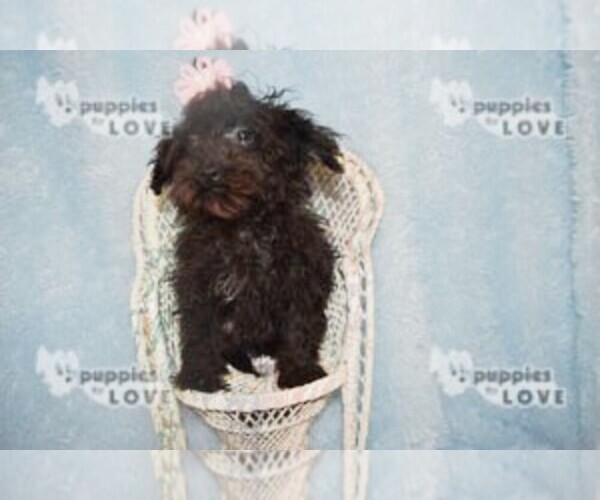 Medium Photo #6 Maltipoo Puppy For Sale in SANGER, TX, USA
