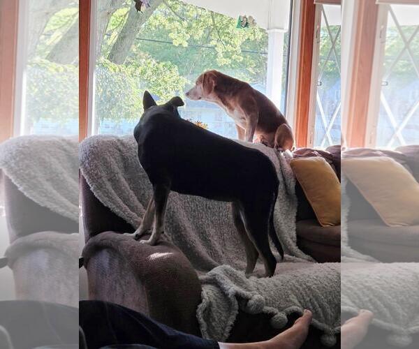 Medium Photo #2 Beagle-Unknown Mix Puppy For Sale in Rootstown, OH, USA