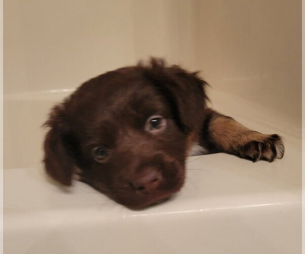 Medium Photo #2 Basset Hound-Unknown Mix Puppy For Sale in Aurora, IN, USA