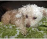 Small Photo #5 Poodle (Miniature) Puppy For Sale in Boonton, NJ, USA