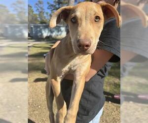 Labrador Retriever-Unknown Mix Dogs for adoption in Houston, TX, USA